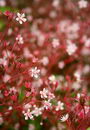 Saxifraga X Urbium